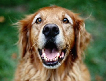 Lost or Found a pet? Here’s what you should do…