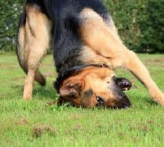 “Fall Fleas Are At Their Worst” – from your veterinarian in Rockford, Michigan