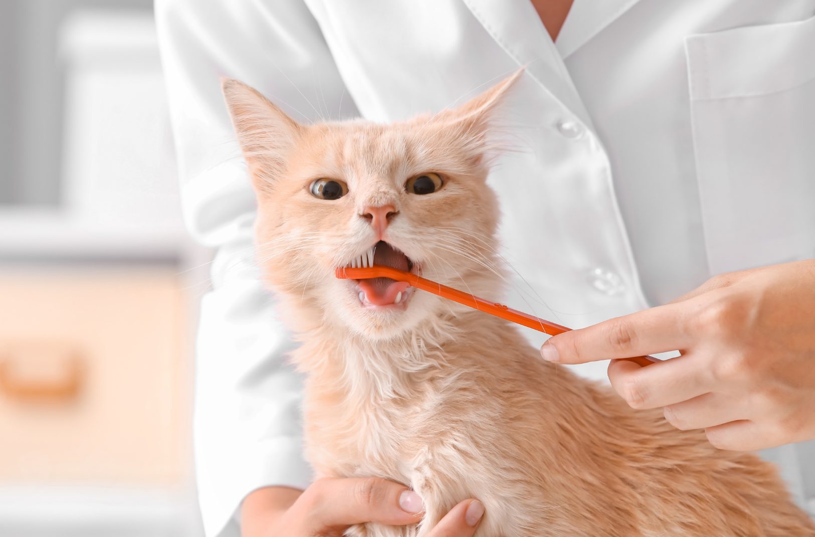 Rockford Animal Hospital - New Images Rockford Animal Hospital - Dentistry