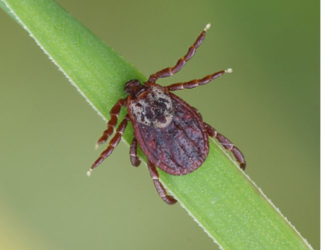 tick prevention