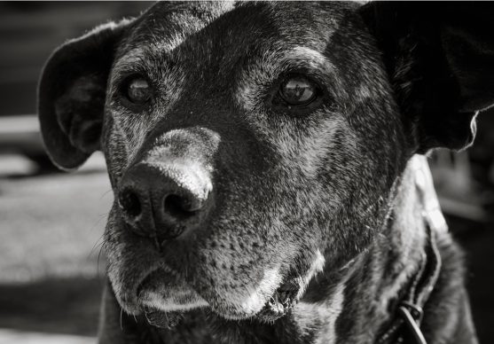 old dog