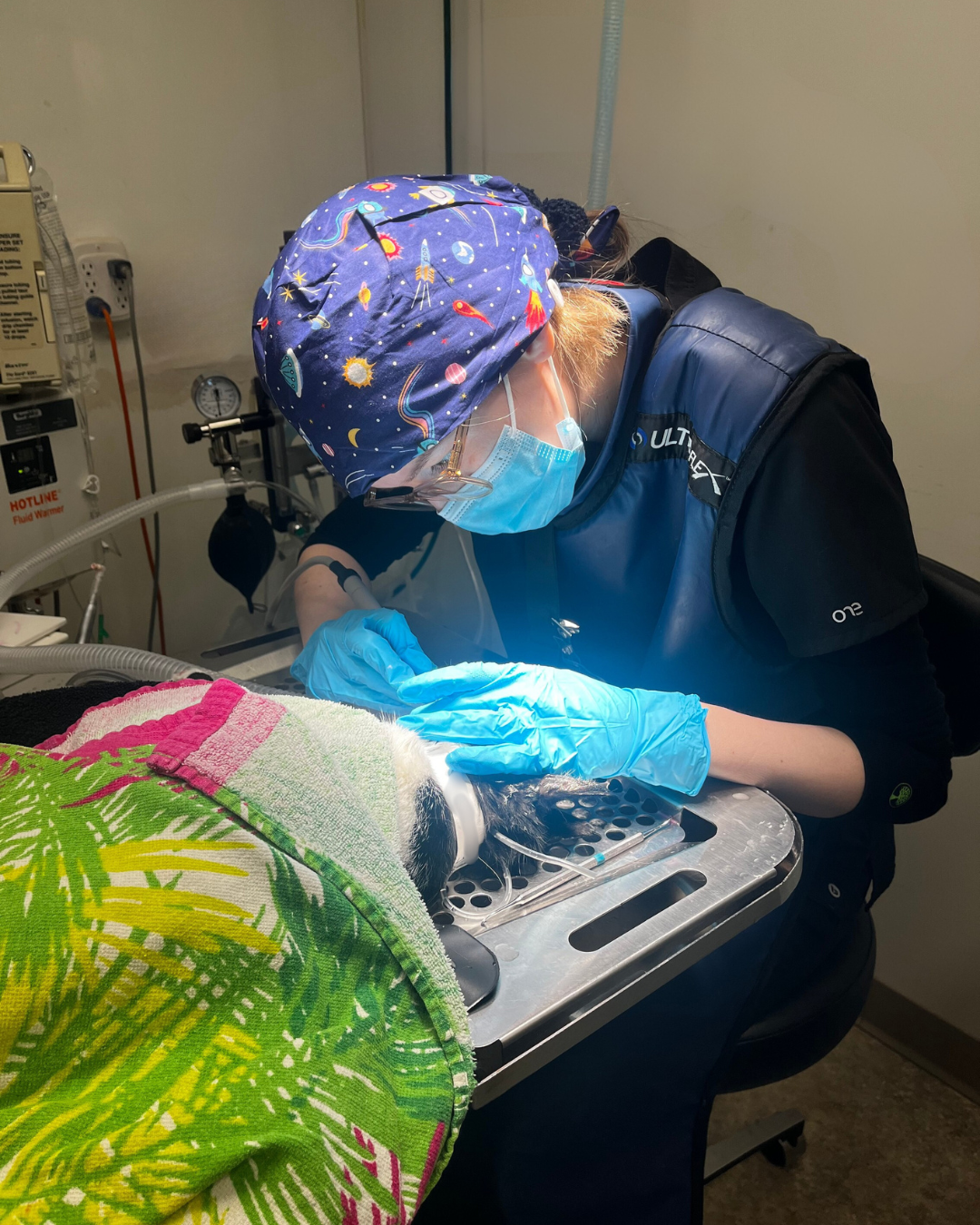 Rockford Animal Hospital - Dentistry
